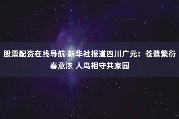 股票配资在线导航 新华社报道四川广元：苍鹭繁衍春意浓 人鸟相守共家园